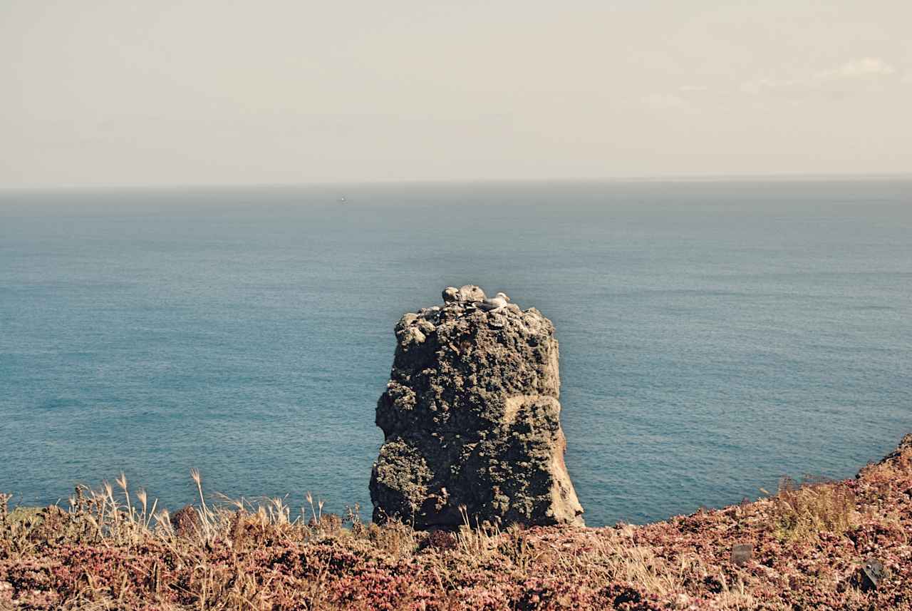 A seagull perched on a rock.