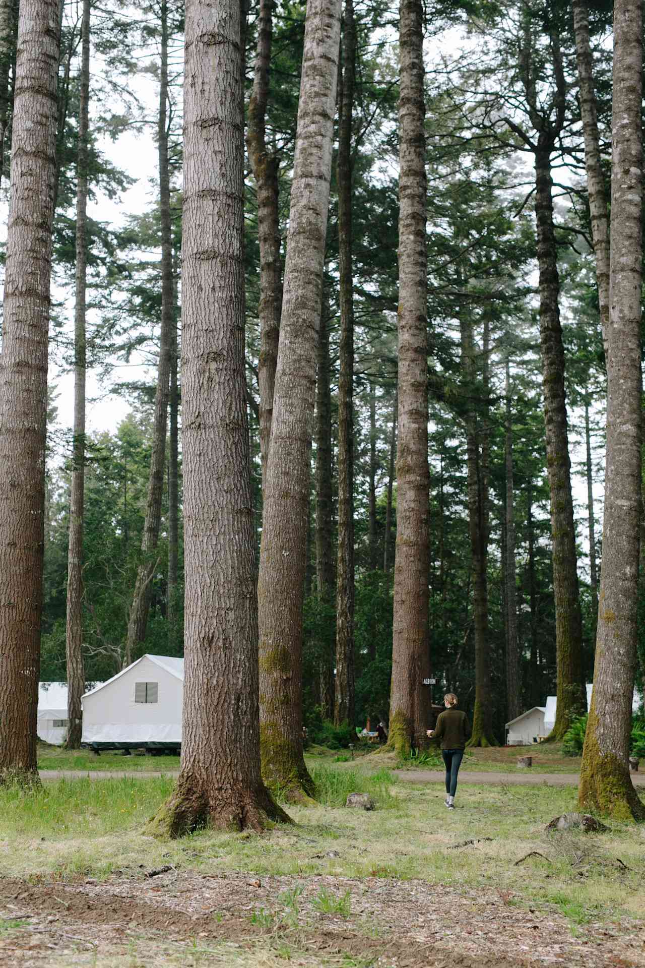 There are so many beautiful redwoods and trees on the property!