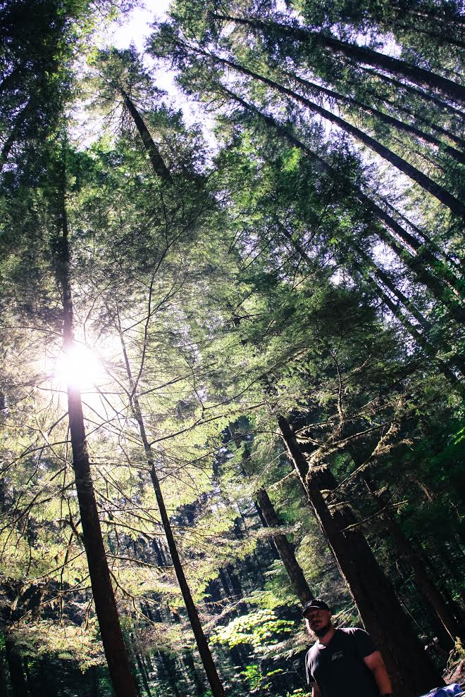 Beautiful tree canopy!