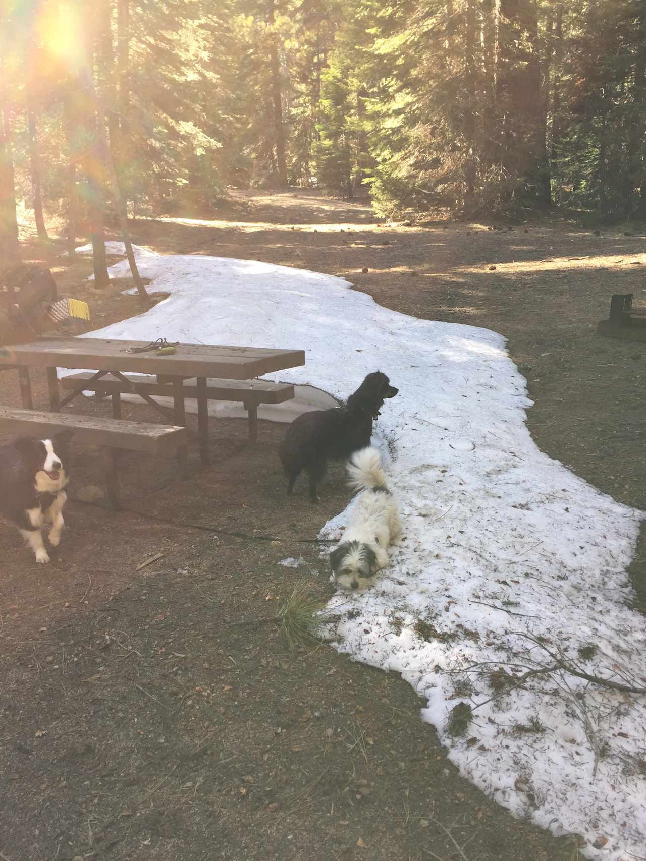 The pups loved the snow too 