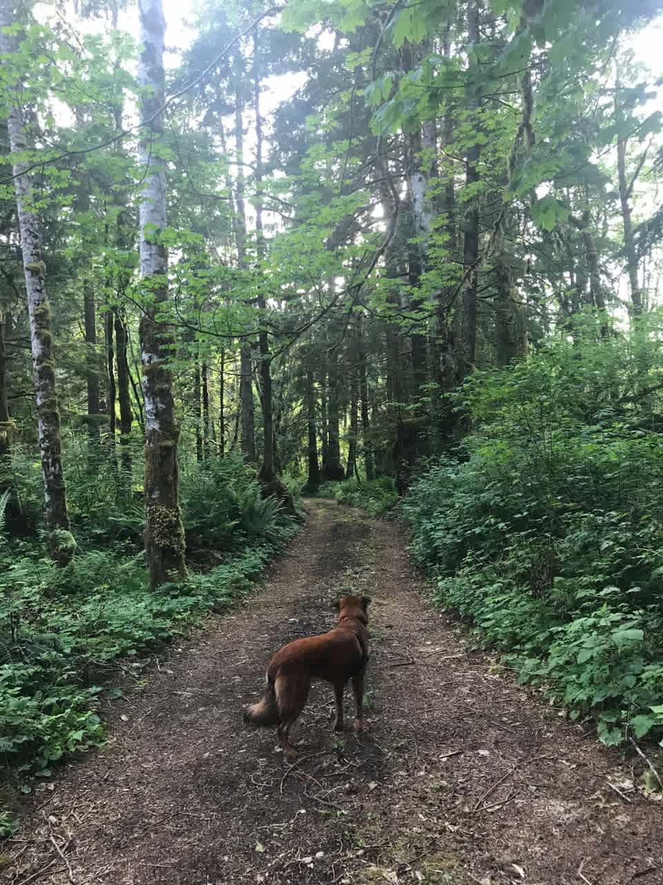 There's a path to some other campgrounds that are being built and firewood.