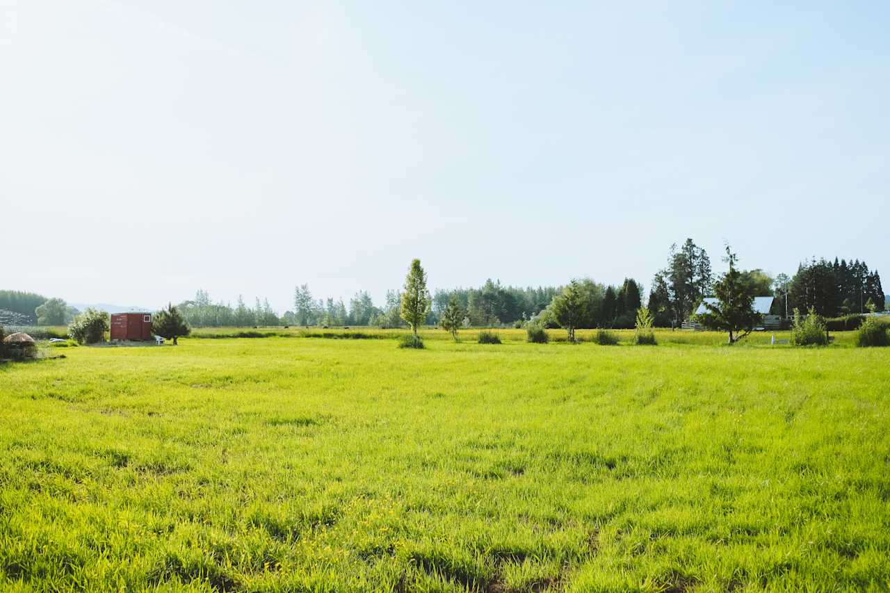 The lawn on the farm. Open for pitching tents and lounging. 