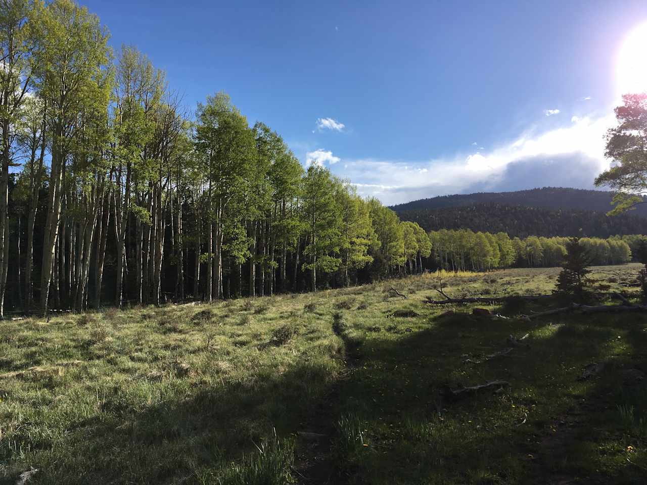 Meadow behind loop 1 sites