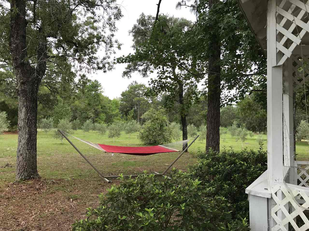 The Olive Grove Cabin Tent