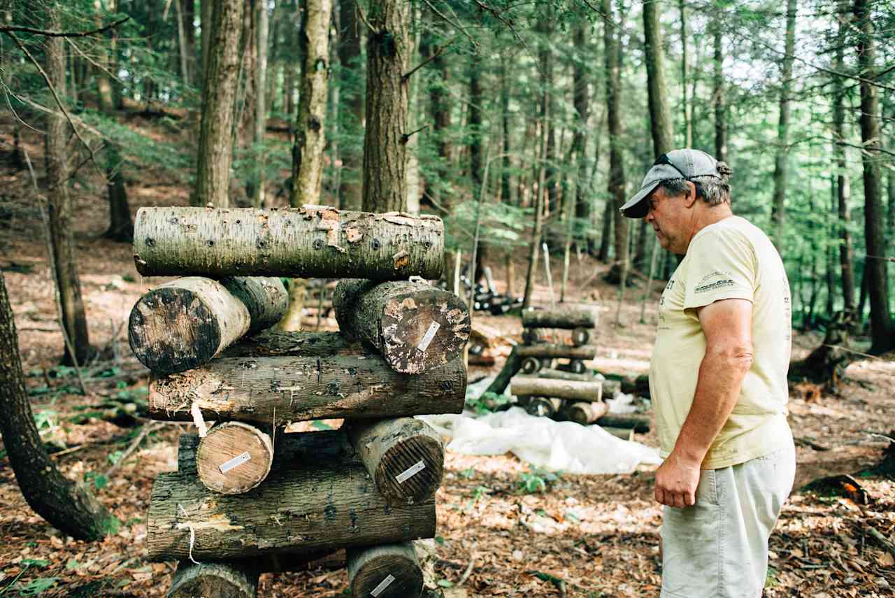 Picking fresh Shiitake for breakfast