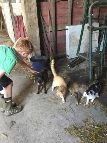 Tim stopped by one morning to see if the kids wanted to help with the chores.  They were able to get some eggs out of the chicken coop, feed and water the alpacas and feed the dogs.