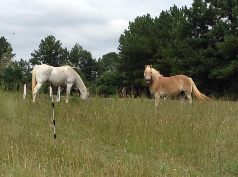 Our two old girls.