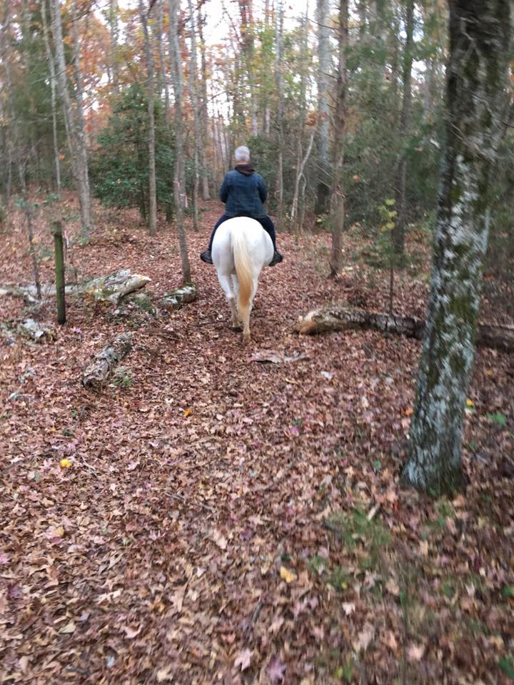 A trail in our woods.