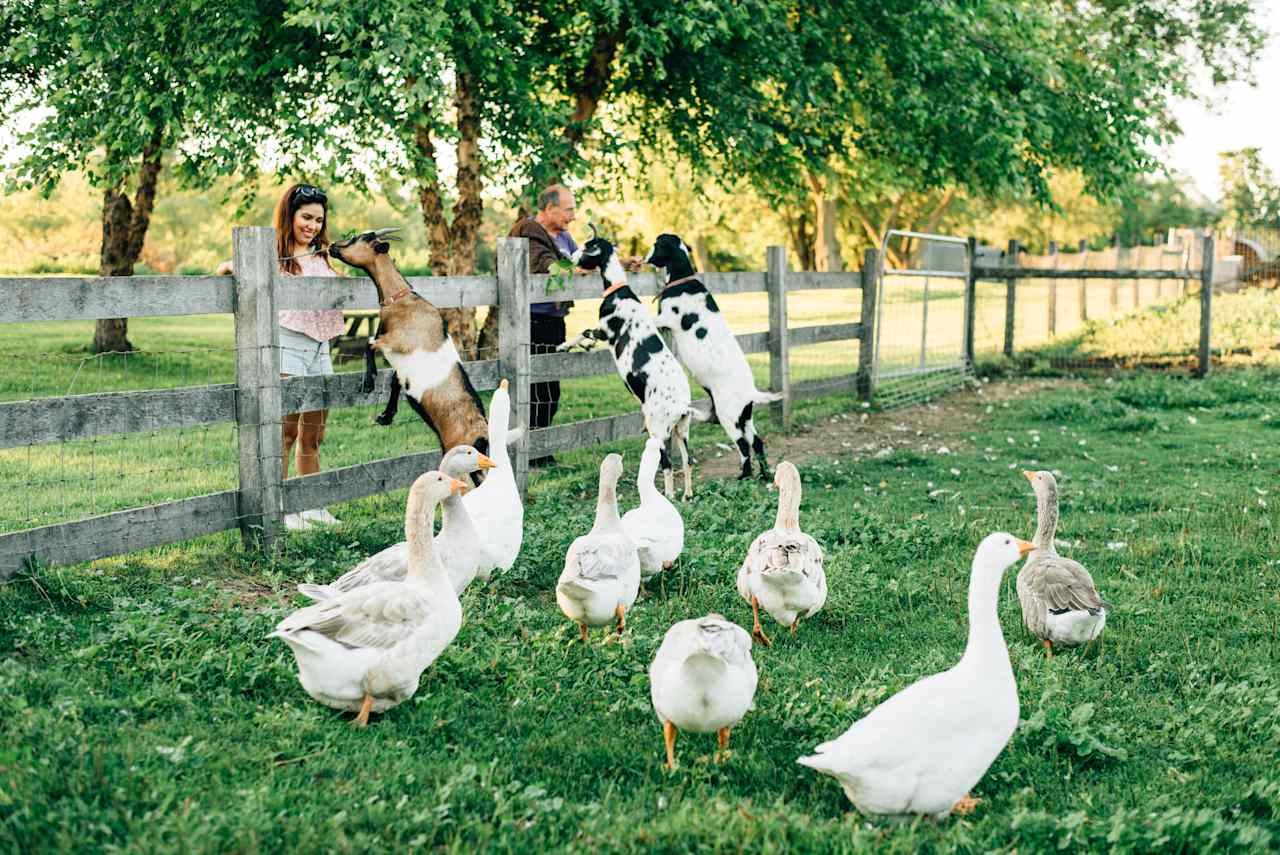 friendliest goats :) 