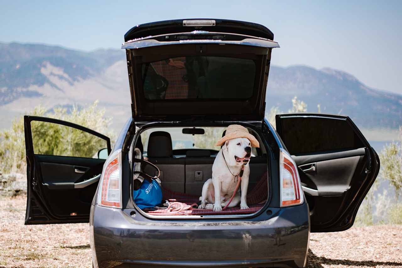 This camp is very dog-friendly and we met lots of other dogs there.