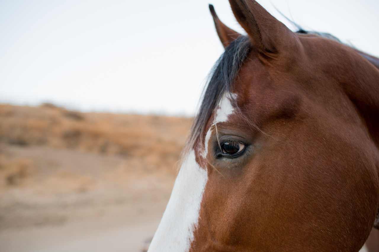 The Unhitched Ranch