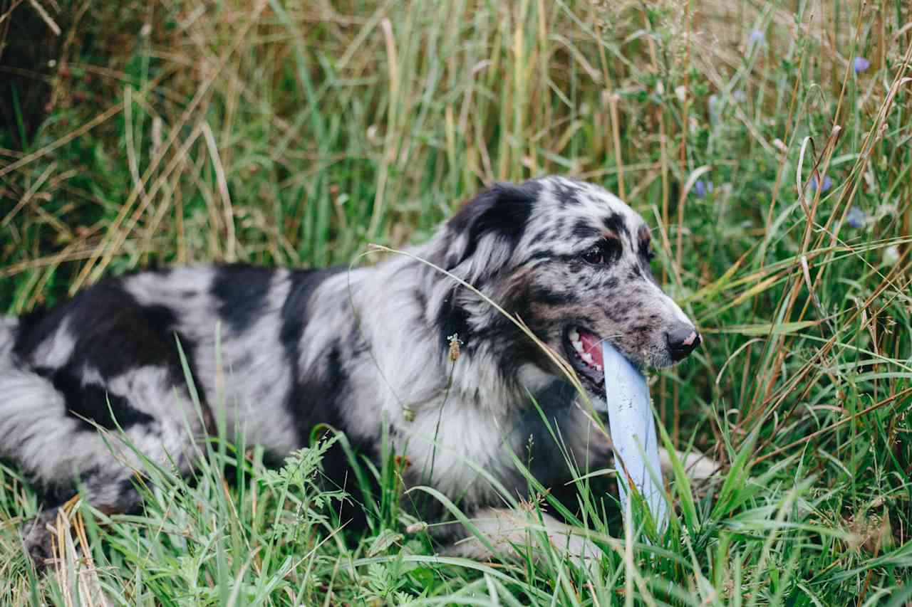 Kiwi, the farm dog, is quite the sweetheart!