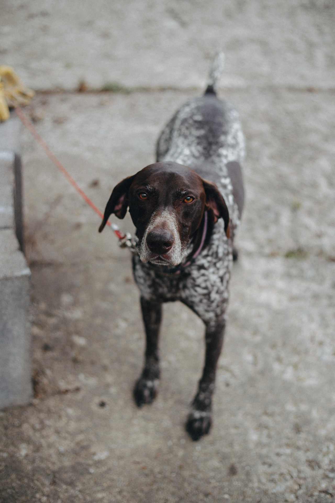 meet Brownie, one of the two dogs here