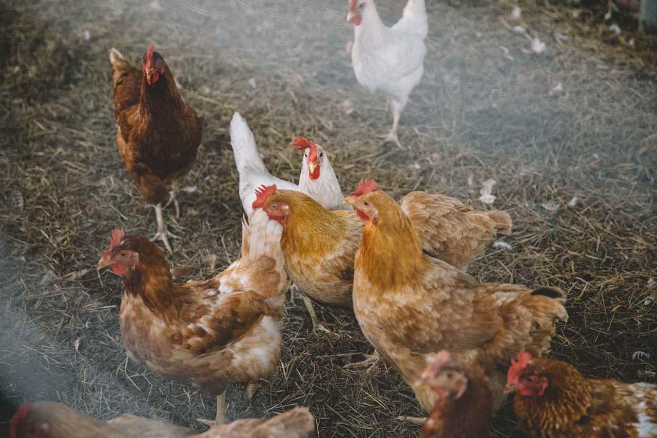 Chickens on the property