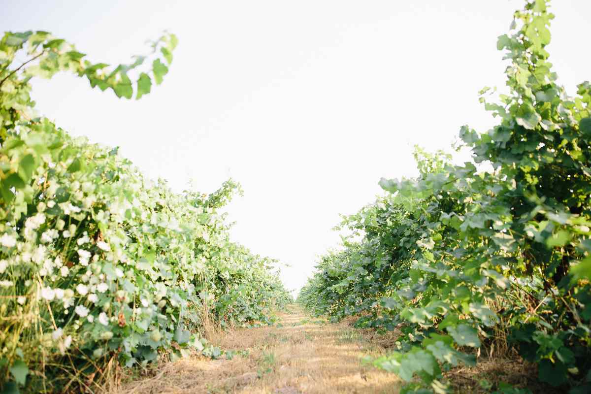 Rows and rows of beautiful grapes grown for the production of other wineries.