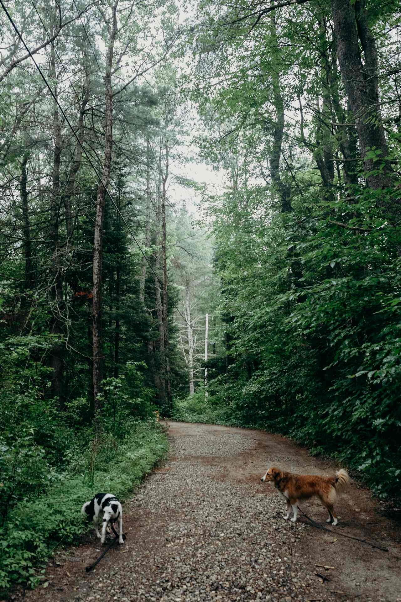 Pup walk! 