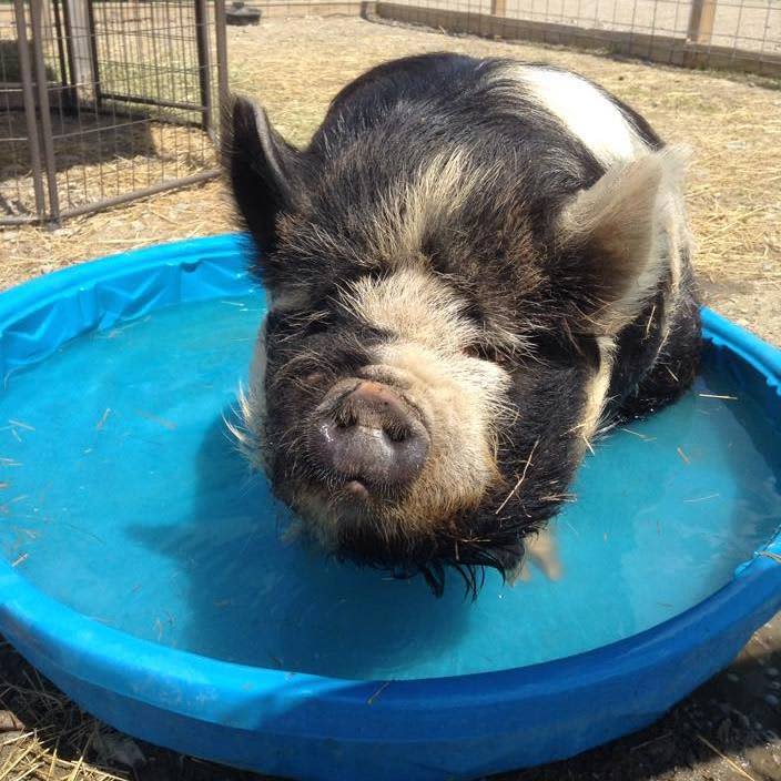 Nothing cuter than a pig in a pool!