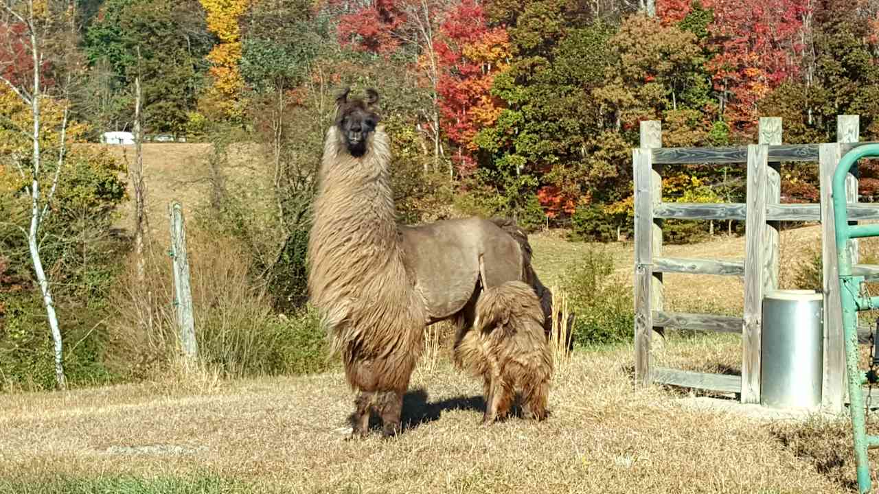 Marco is a proud LLama! One of our 4-H trained pack animals & show boy! 