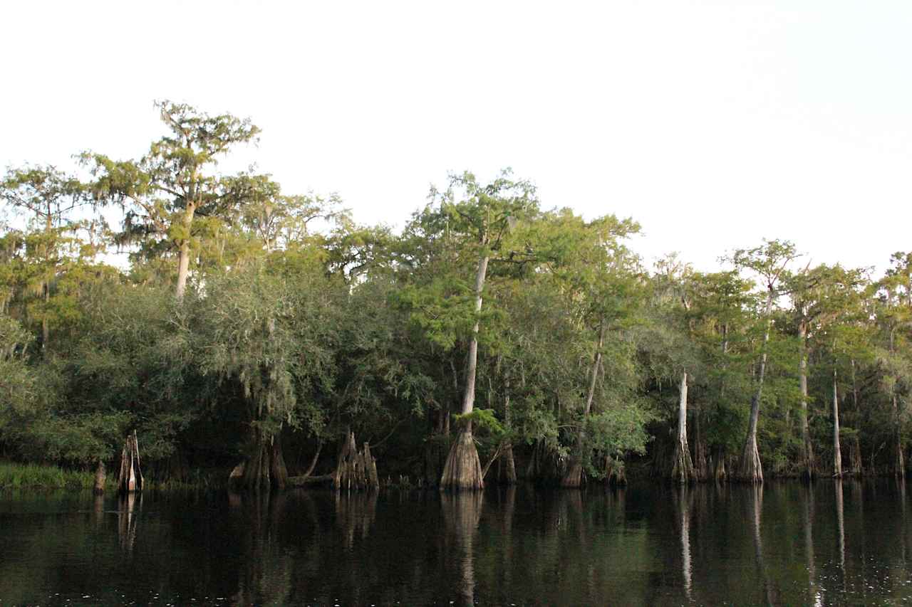 The campsite sits directly on the Santa Fe River. Not crystal clear like the Ichetucknee, but still lined by beautiful cypress trees and provides excellent boating opportunities. 