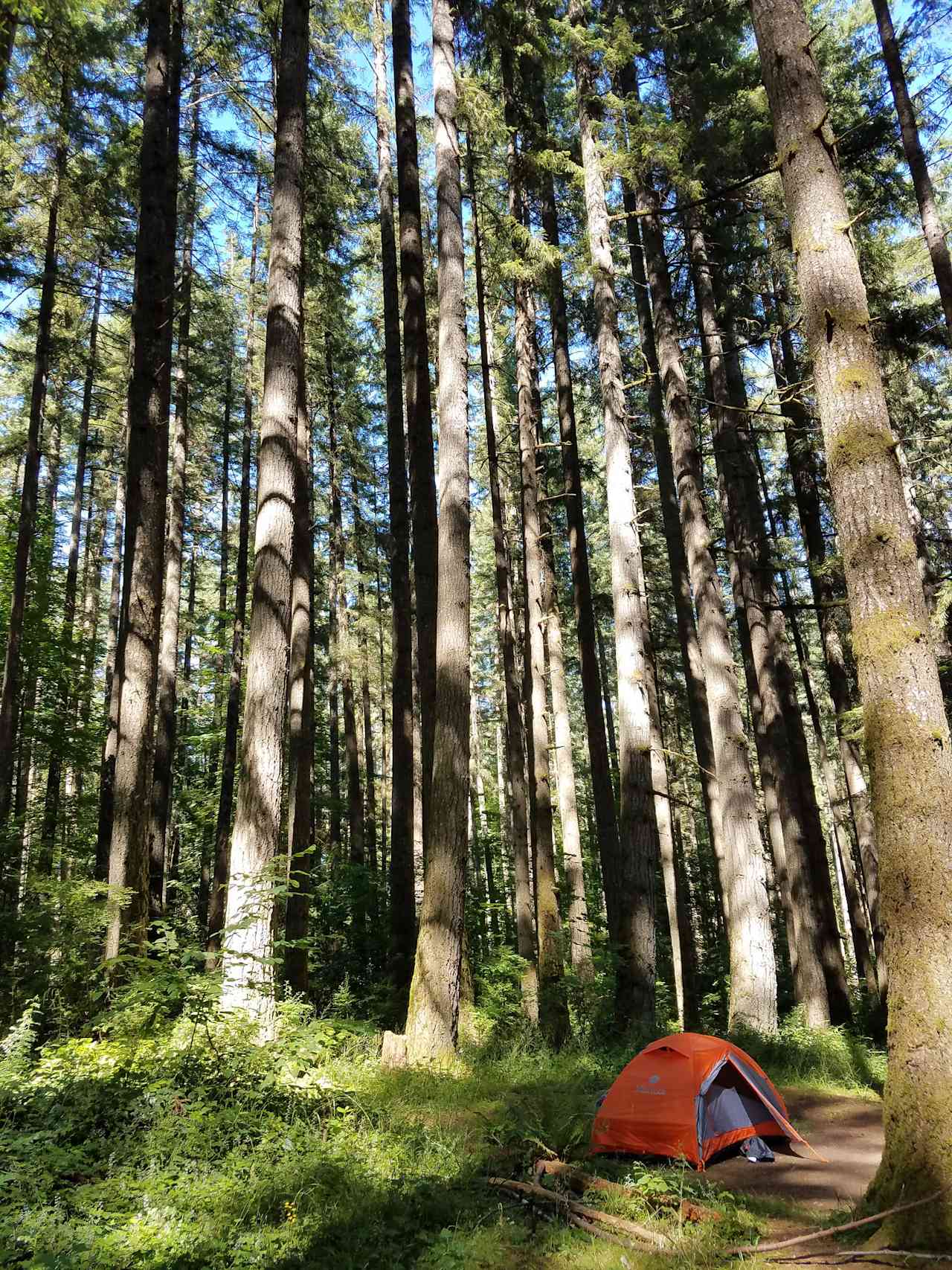 Trees surround my tent at one of the campsites.