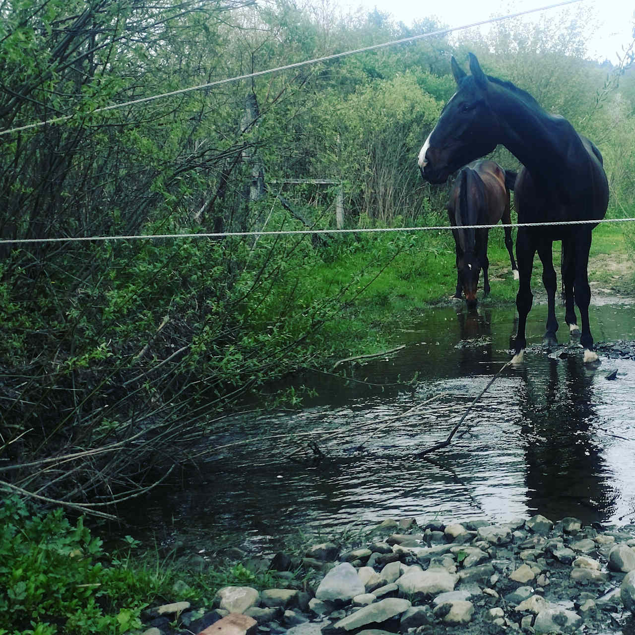 Happy Horses enjoying the Pasture at Caballine