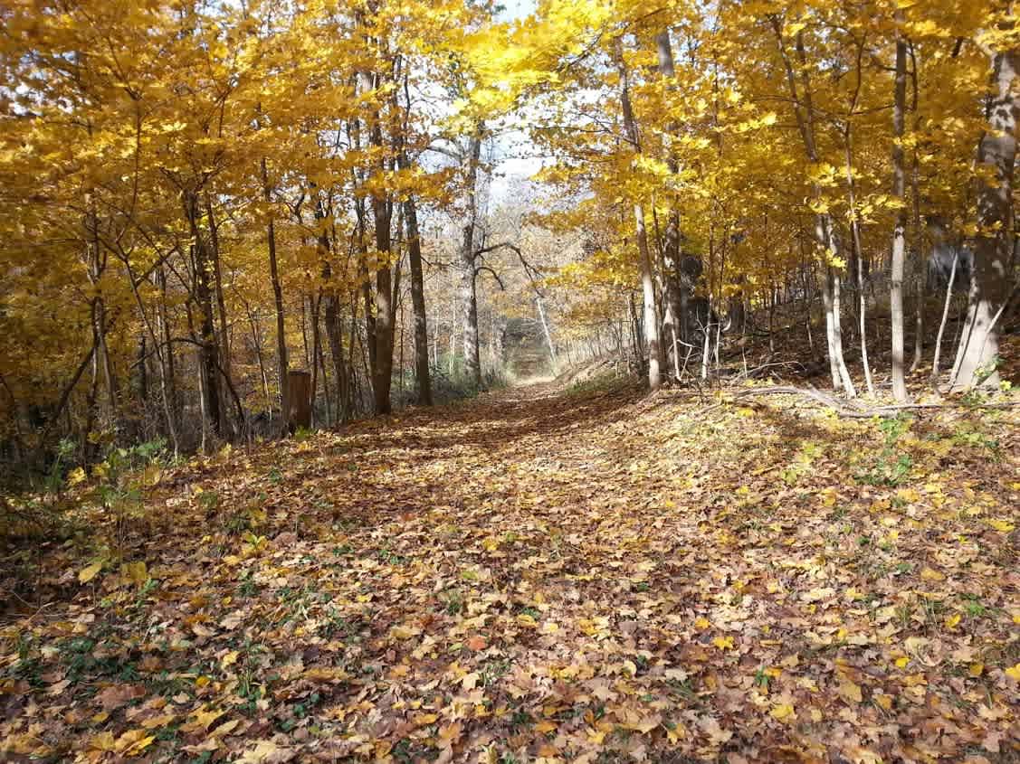 Trail leading down to the creek path