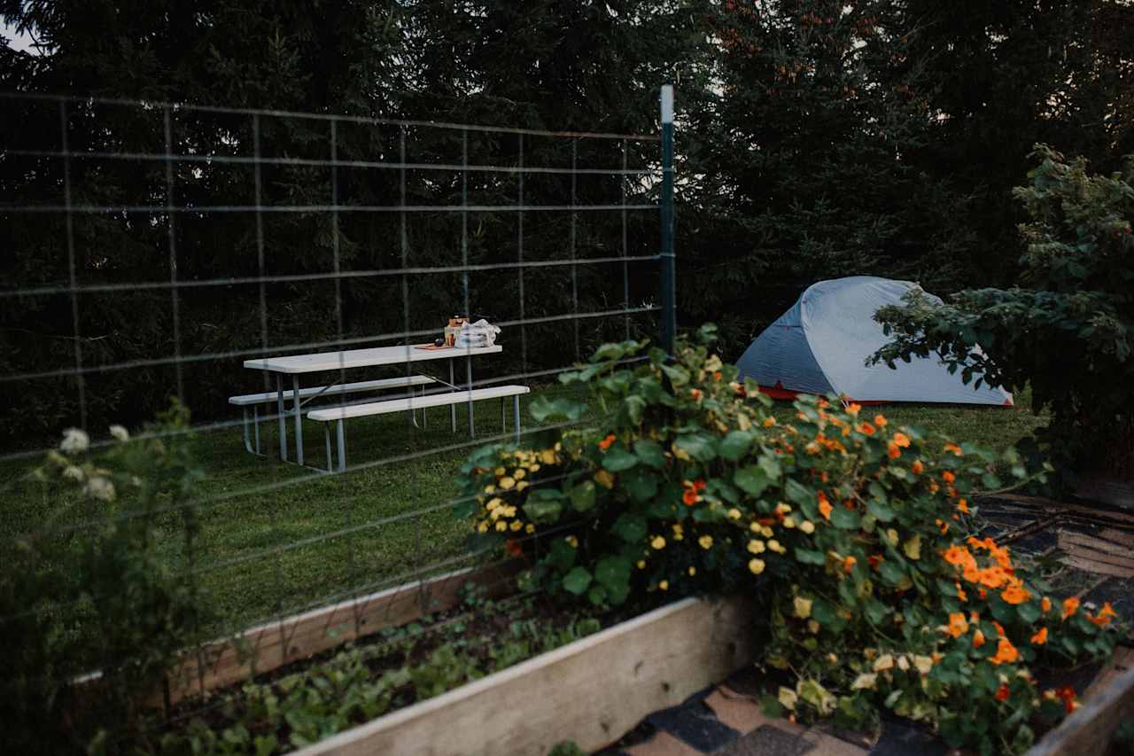 Tent and picnic table right next to these lovely bushes