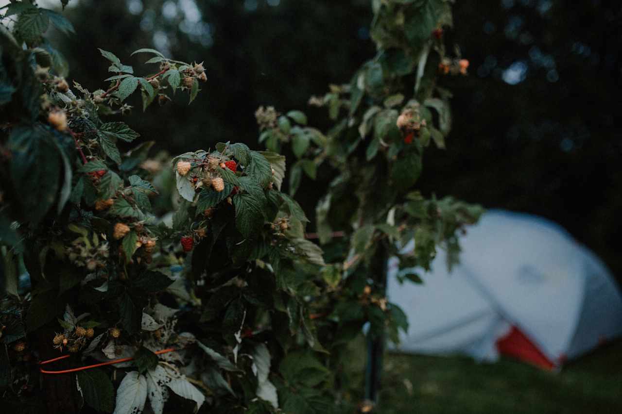 Raspberries for days!