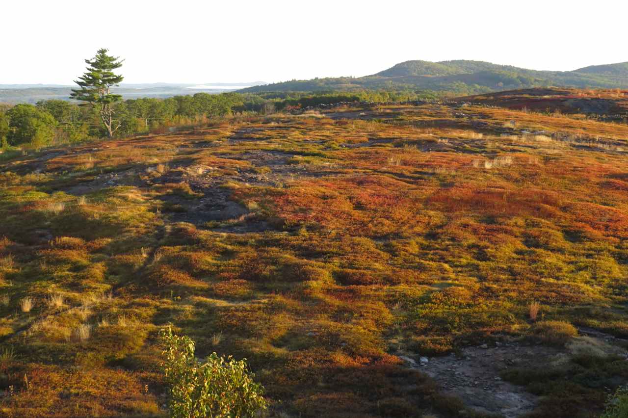 Magnificent View Blueberry Hill