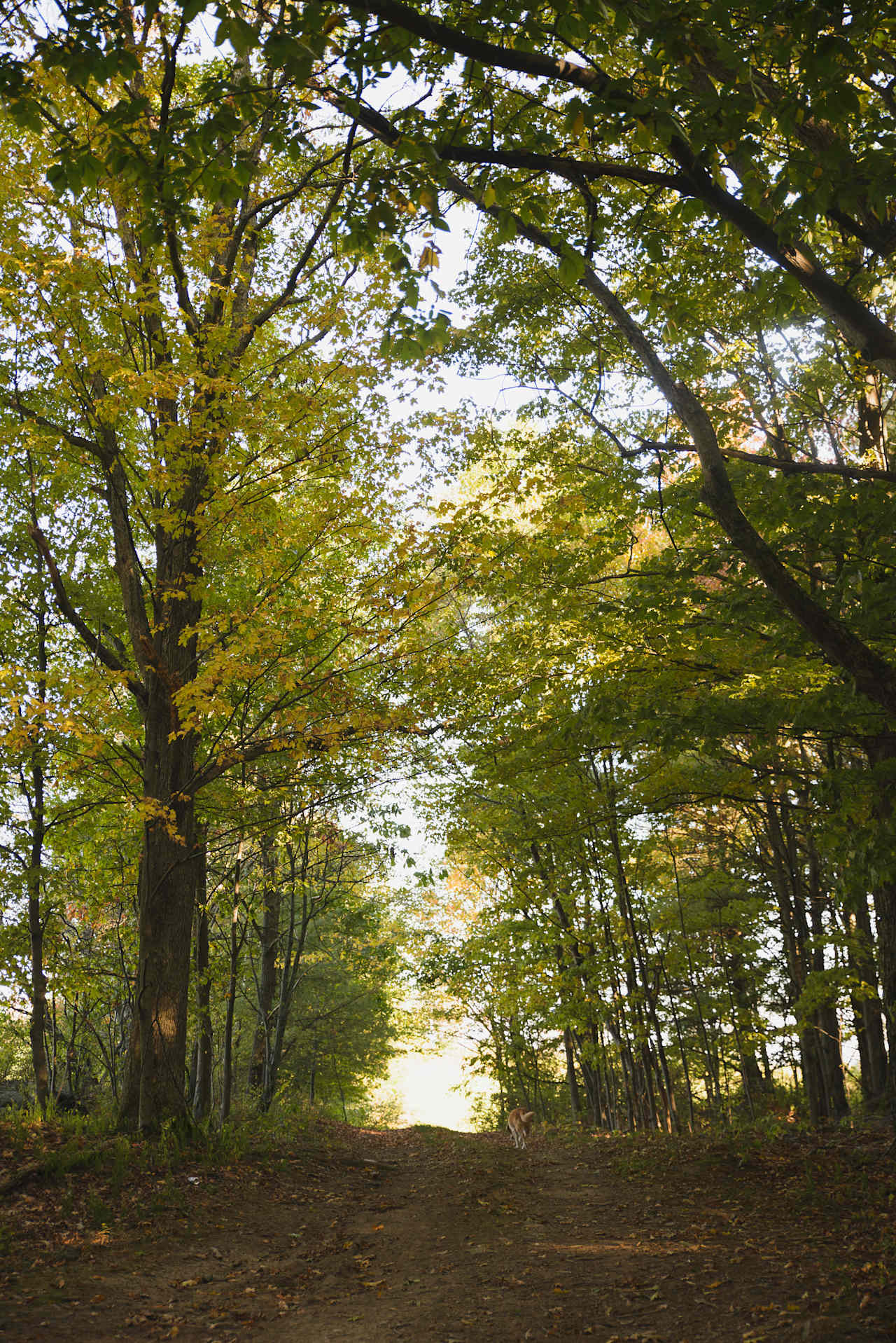 the road past the tent