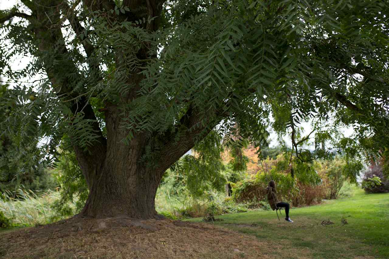 Another shot of this gorgeous tree!