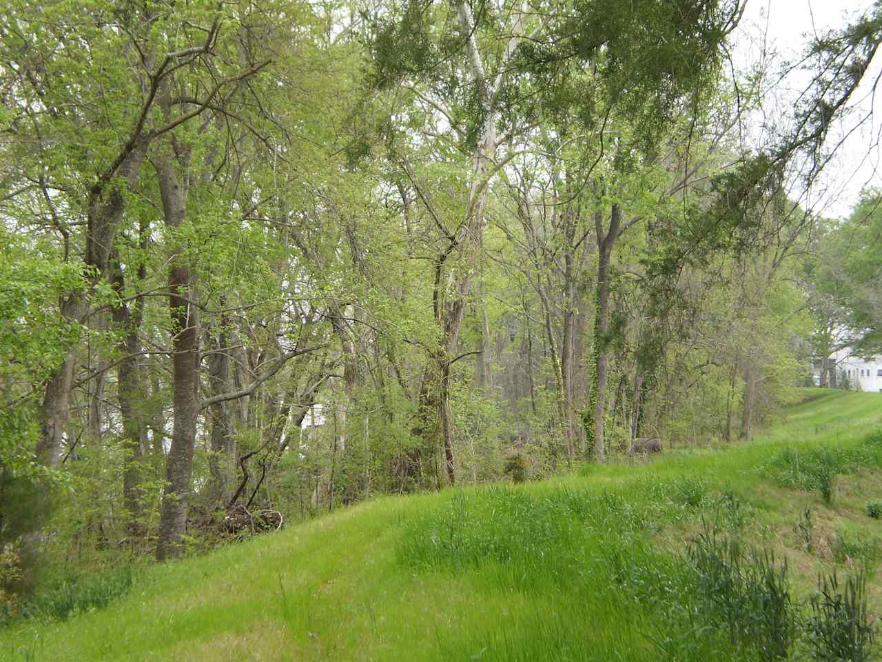 Louisiana Plantation River Bank