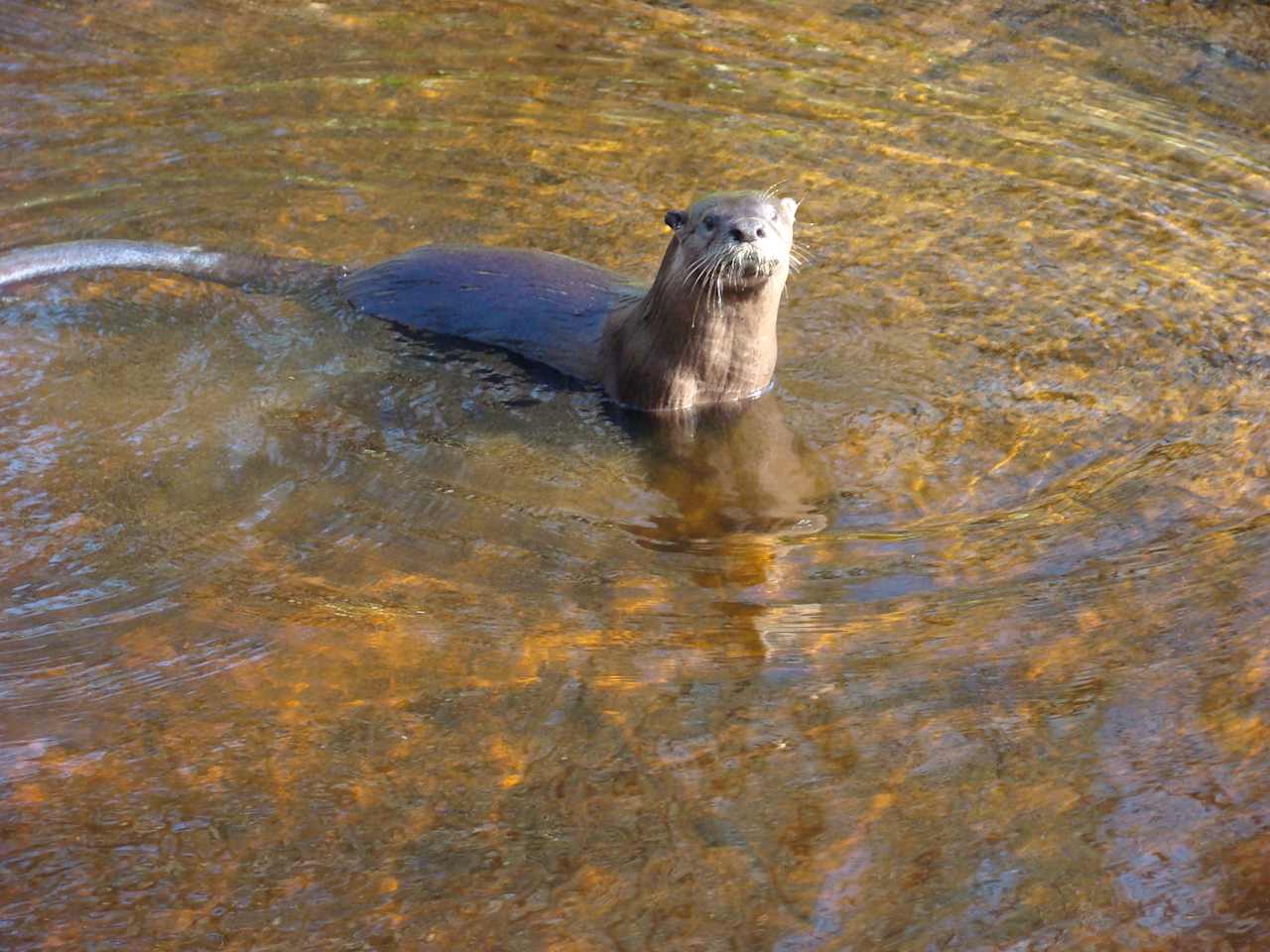 A playful otter