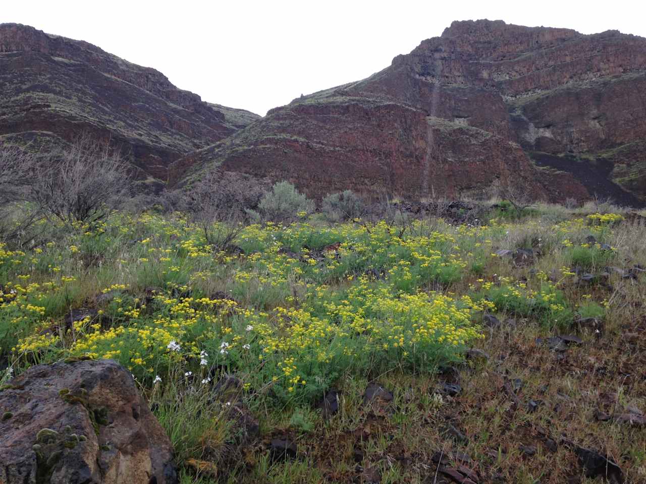 I always enjoy the spring wildflowers.