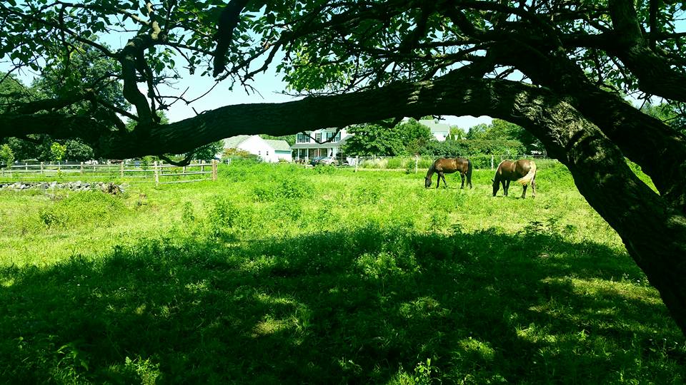 Horses in the Pasture