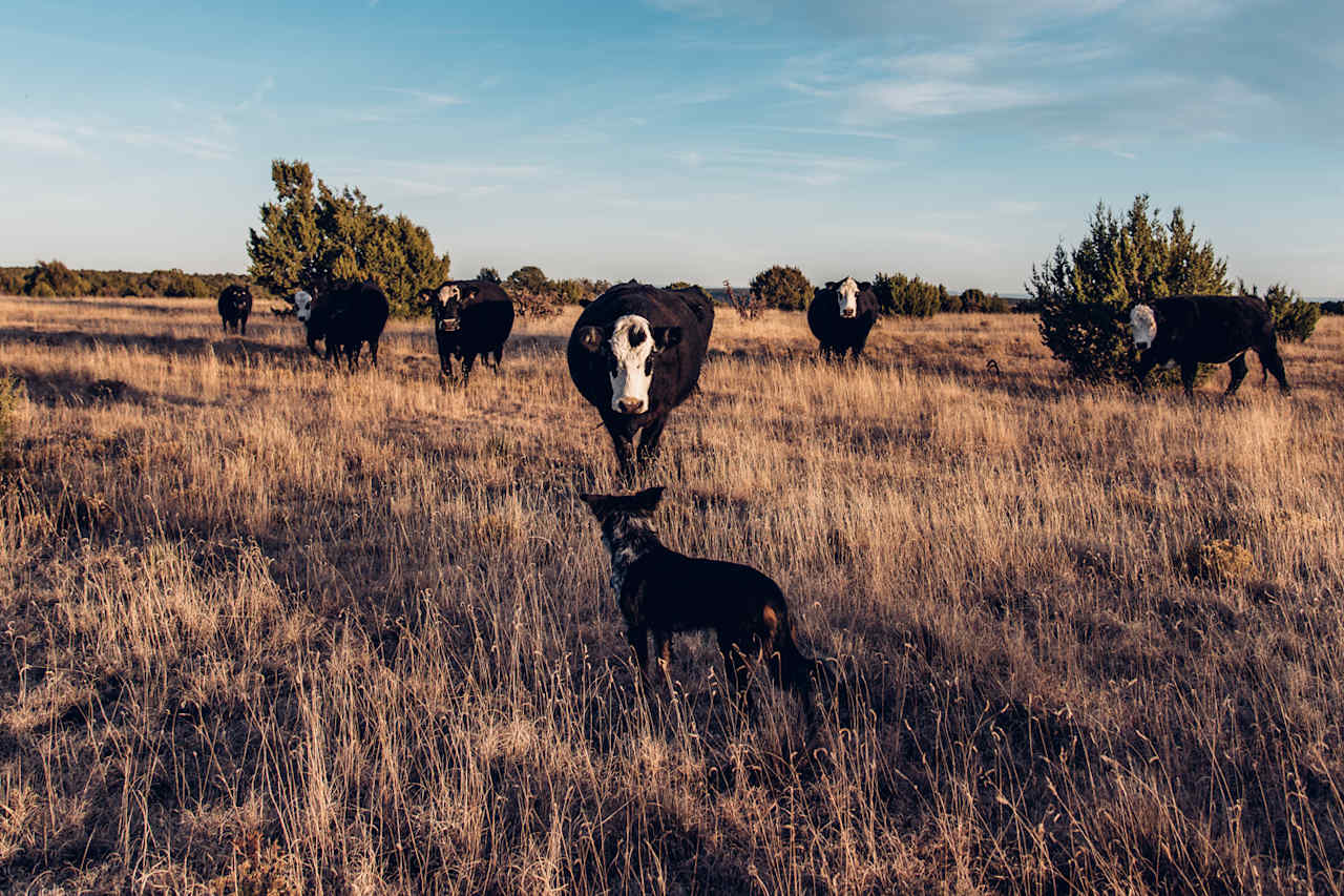 Xena greeting the cows on the ranch. The cows have an enormous amount of space to roam and it takes a while to find them sometimes.