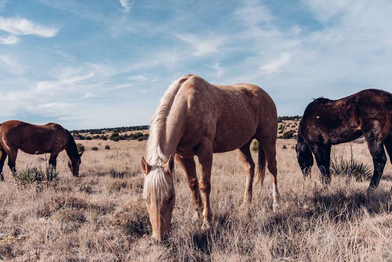 There are 3 horses on the ranch - Ginger, Spice, and Sage