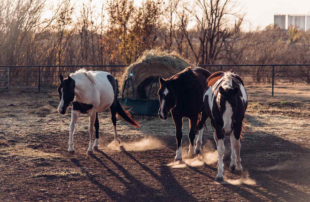 Beautiful horses at AKA Stables