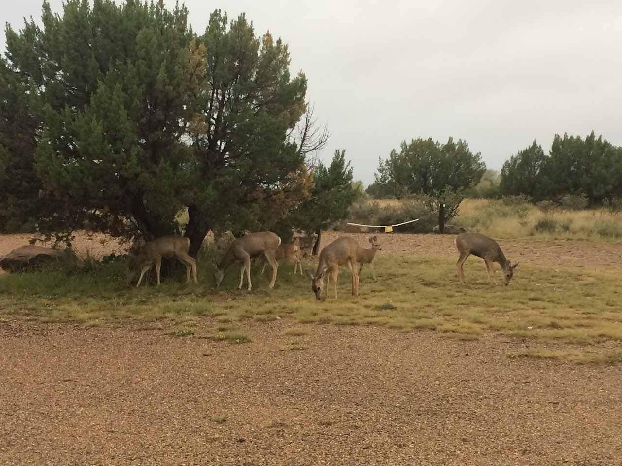 Pecos Campground