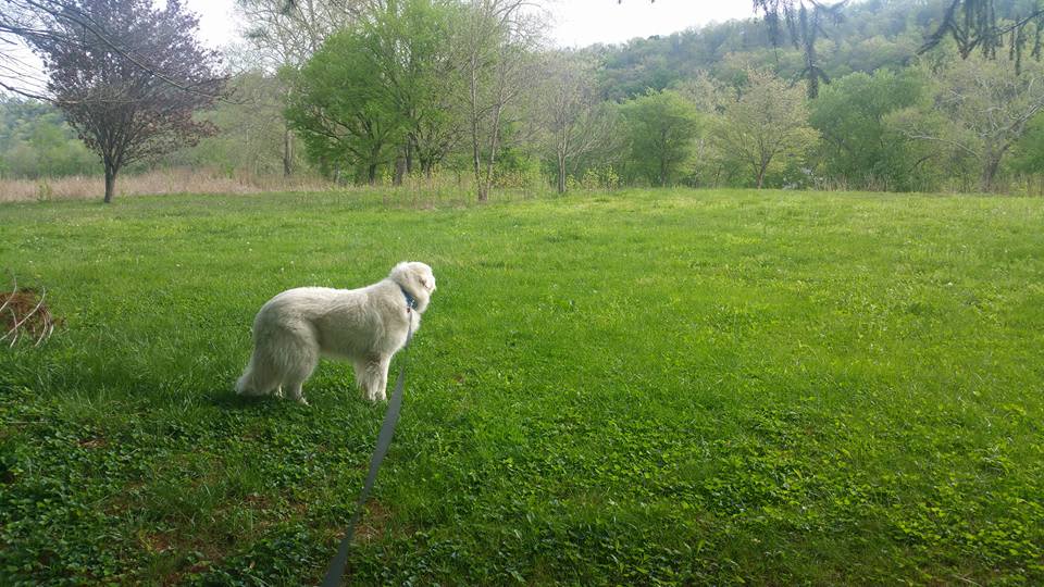 Wildcat Creek Farm in Tyrone