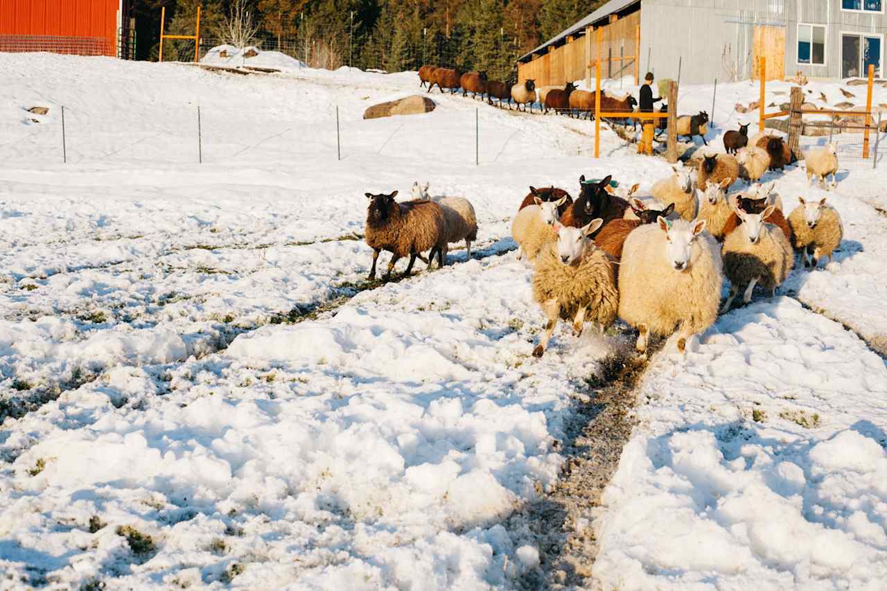 Excited sheep running towards me. They were very curious and social.