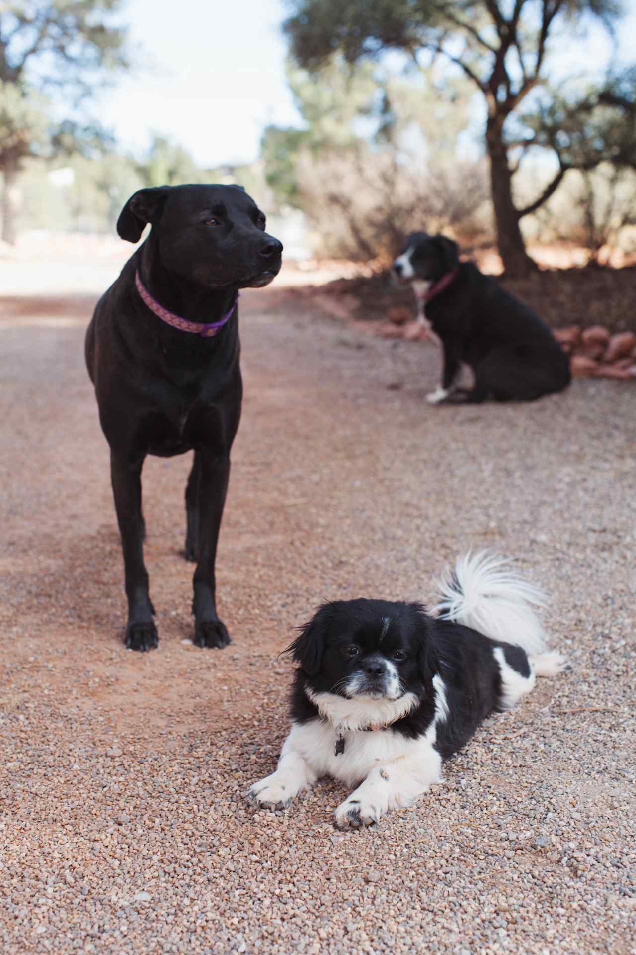 Butterfly, Mela and Francis will greet you when you arrive...and likely attempt to help you set up your tent.