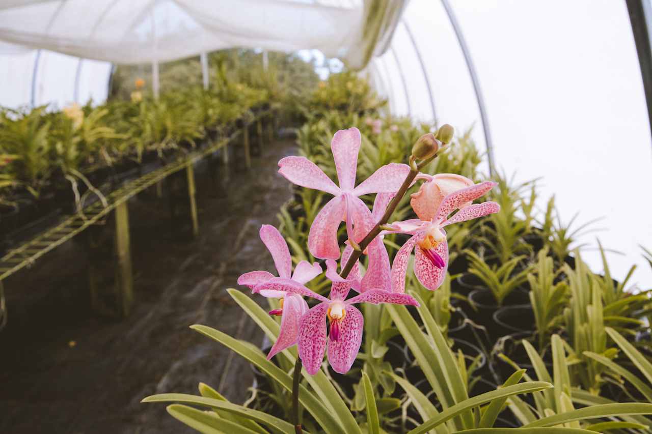 George let us walk through the greenhouses to see the orchids growing, so beautiful!