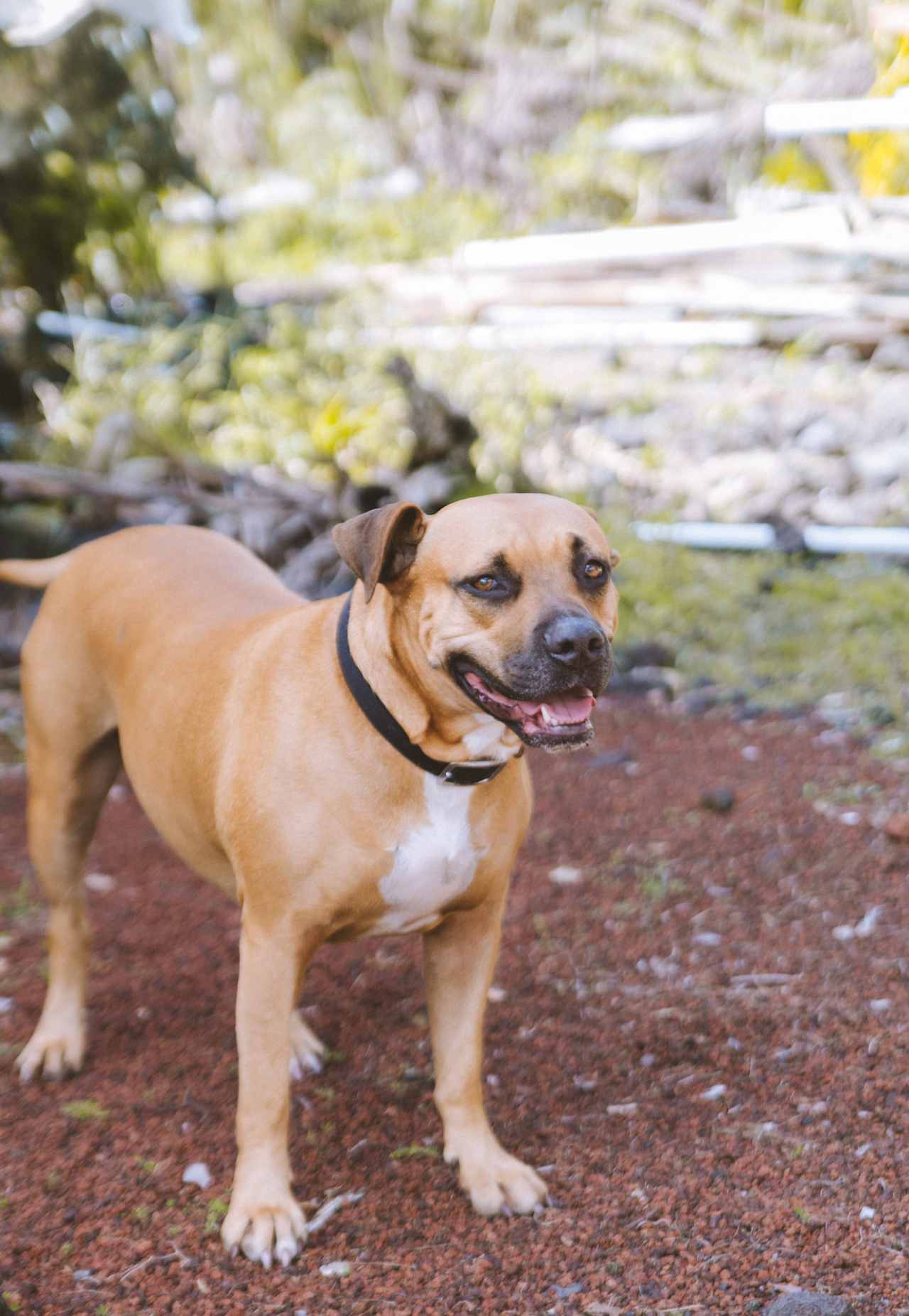 One of the two cute and sweet pups on the property 