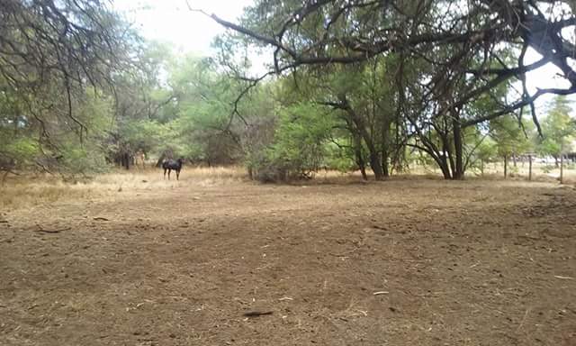 Kiawe O Kalamaula HipCampsite during the Summer time!