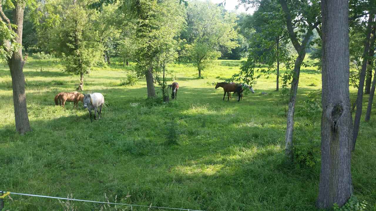 This is a nice shaded area where we offer spots.  Plenty of room for multiple tents without crowding.  Horses are in this field during the spring summer and fall from approximately 8 am to 9 PM EST.  The storms here recently have created some changes. 