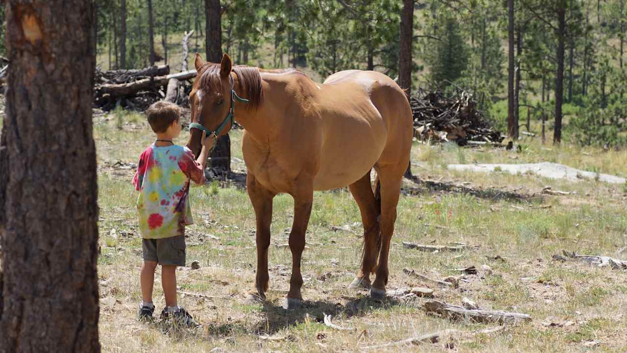 You can get a chance to interact with many animals.