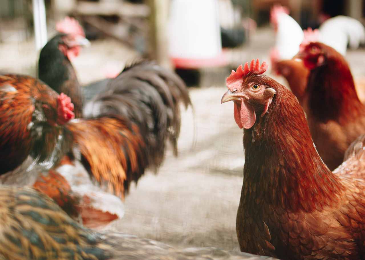 All the chickens are named! I didn't catch this ones but it looks like a Rufus...