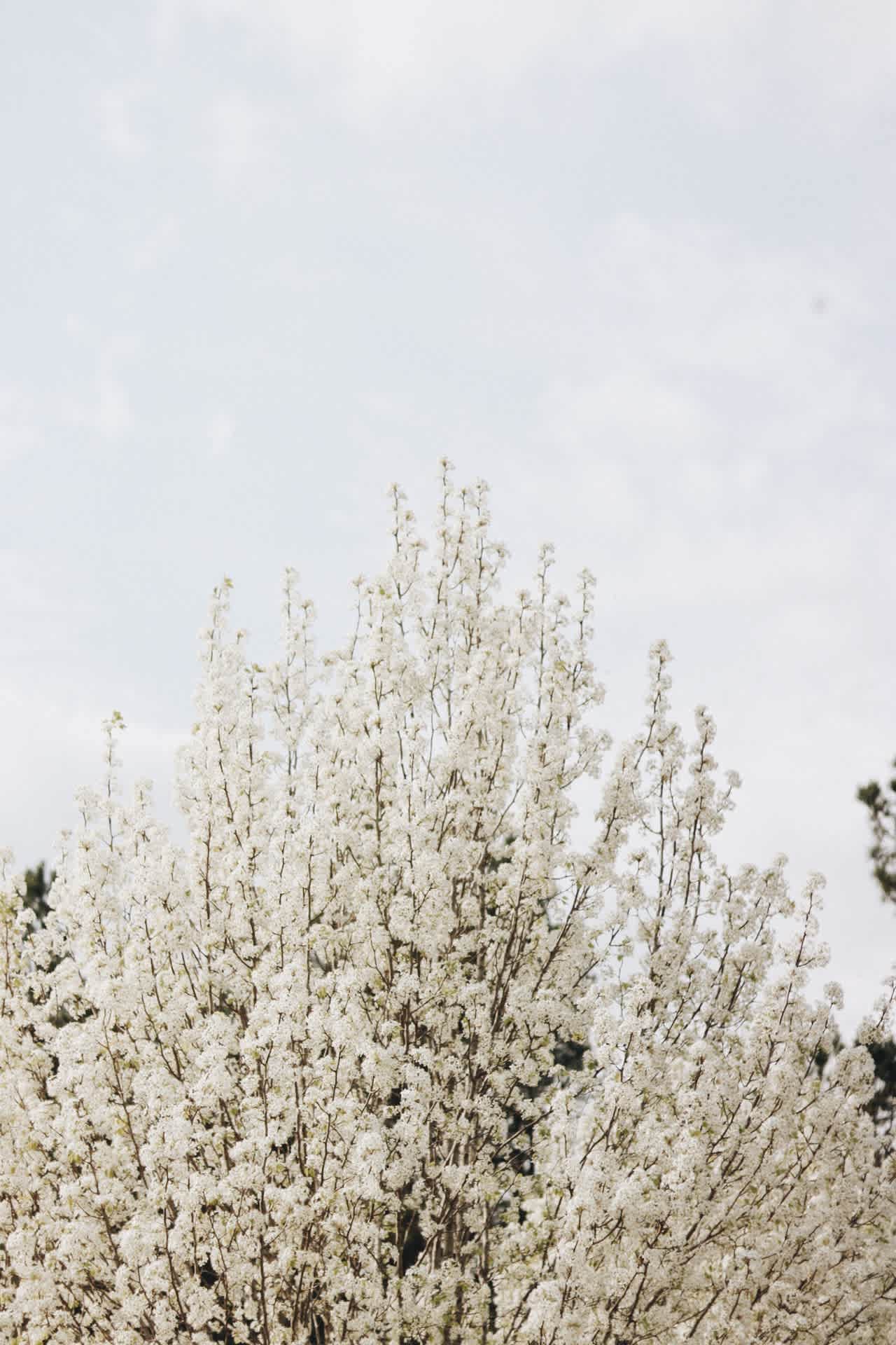 Spring in Mississippi