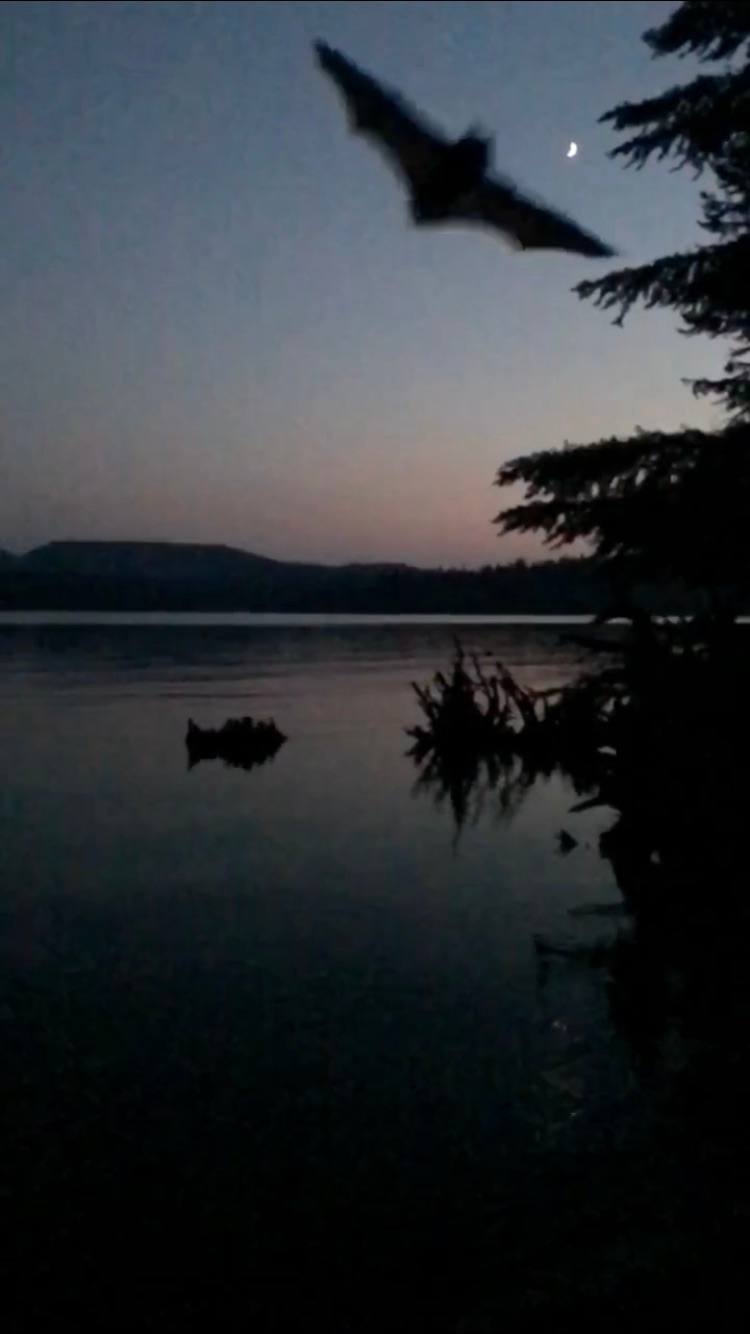 Meditation Point (Timothy Lake) Campground